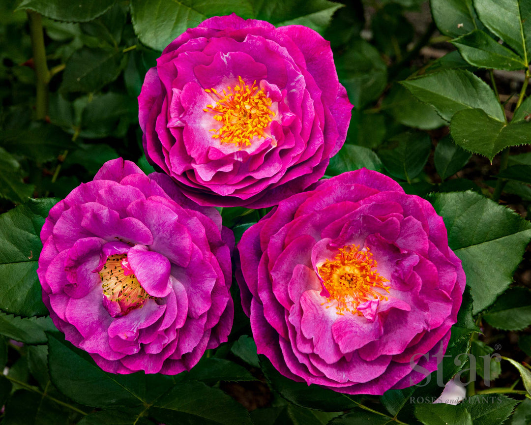 Wild Blue Yonder - Star Roses and Plants