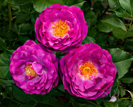 Wild Blue Yonder - Star Roses and Plants
