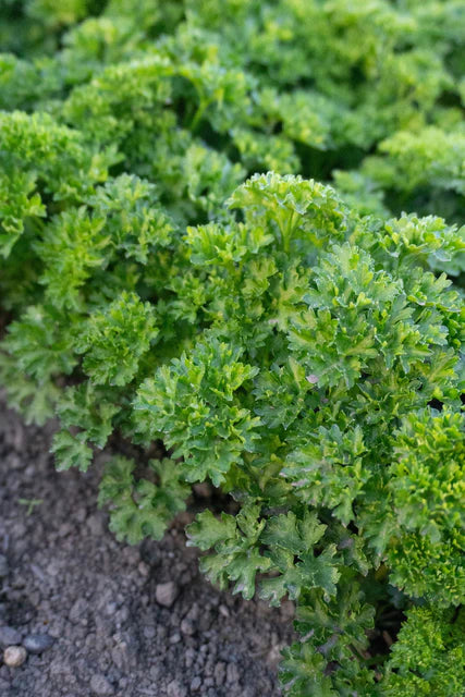 Parsley Starlett - West Coast Seeds