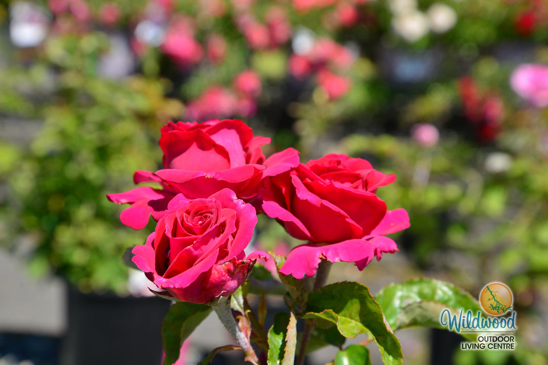 Stiletto™ - Star Roses and Plants
