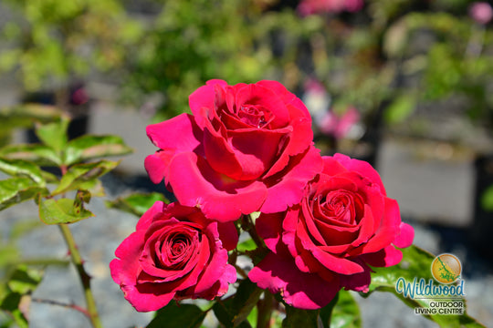 Stiletto™ - Star Roses and Plants