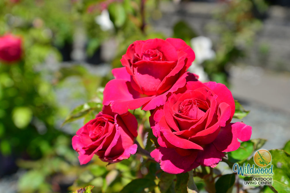 Stiletto™ - Star Roses and Plants