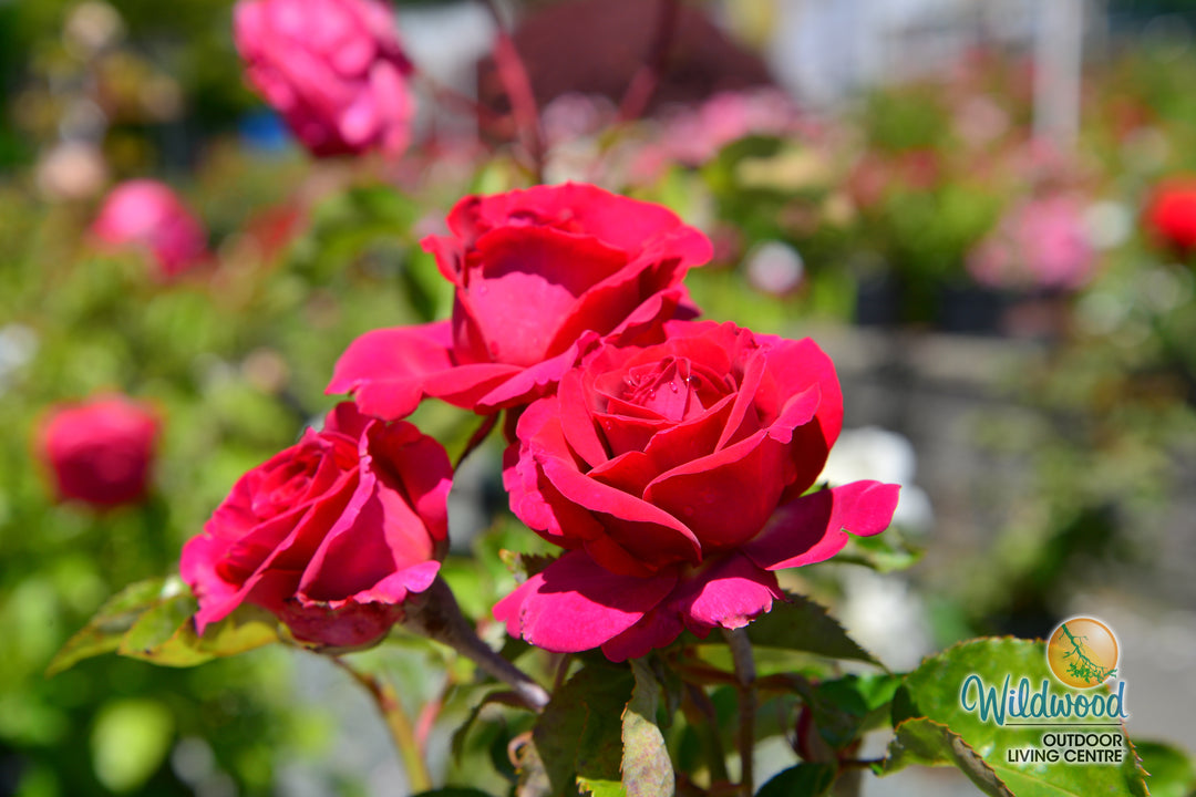 Stiletto™ - Star Roses and Plants