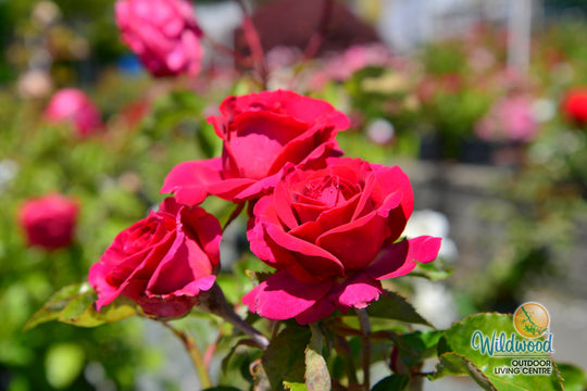 Stiletto™ - Star Roses and Plants