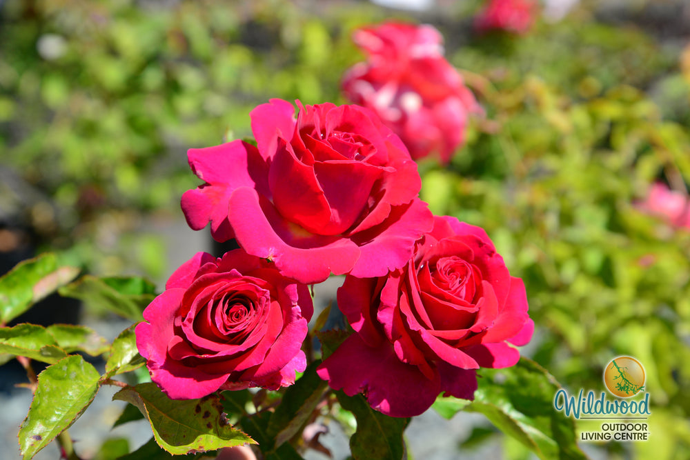 Stiletto™ - Star Roses and Plants