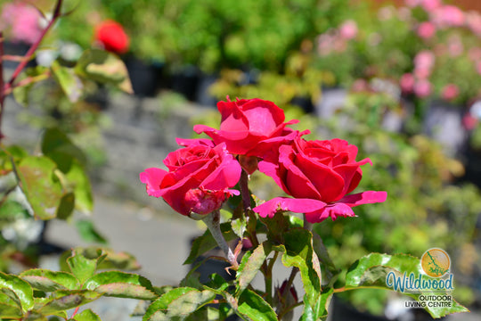 Stiletto™ - Star Roses and Plants