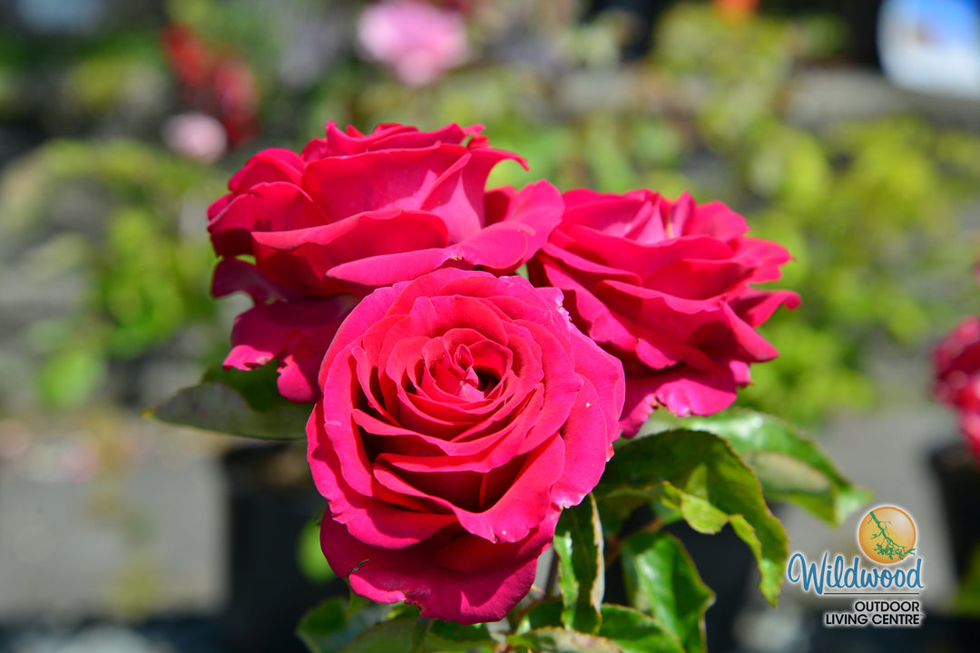 Stiletto™ - Star Roses and Plants