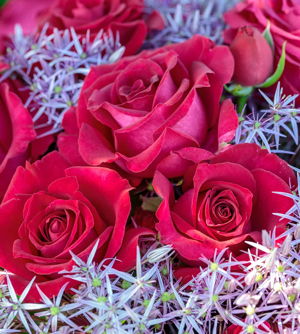 Stiletto™ - Star Roses and Plants