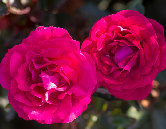 Roses | Over 450 Varieties | Canada-Wide Shipping – Page 10 – Wildwood ...