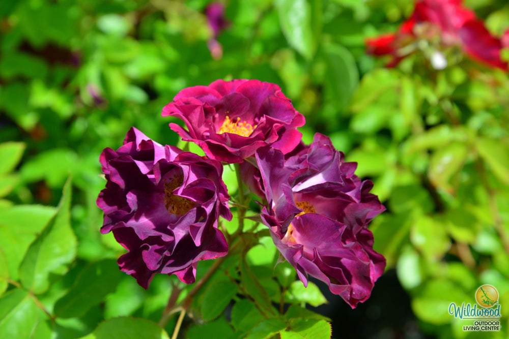 Stormy Weather - Weeks Rose
