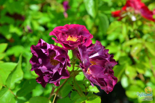 Stormy Weather - Weeks Rose