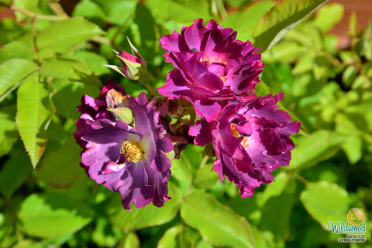 Stormy Weather - Weeks Rose