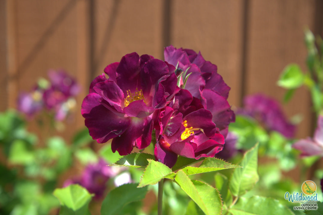 Stormy Weather - Weeks Rose