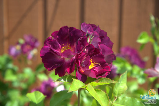 Stormy Weather - Weeks Rose