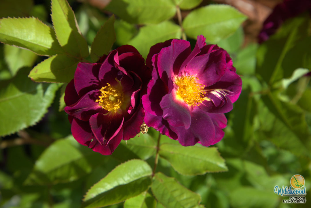 Stormy Weather - Weeks Rose