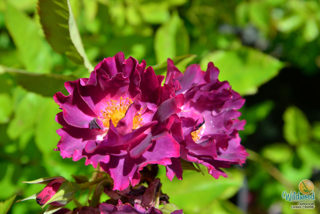 Stormy Weather - Weeks Rose
