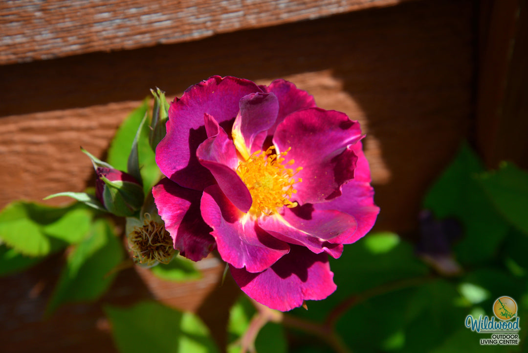 Stormy Weather - Weeks Rose