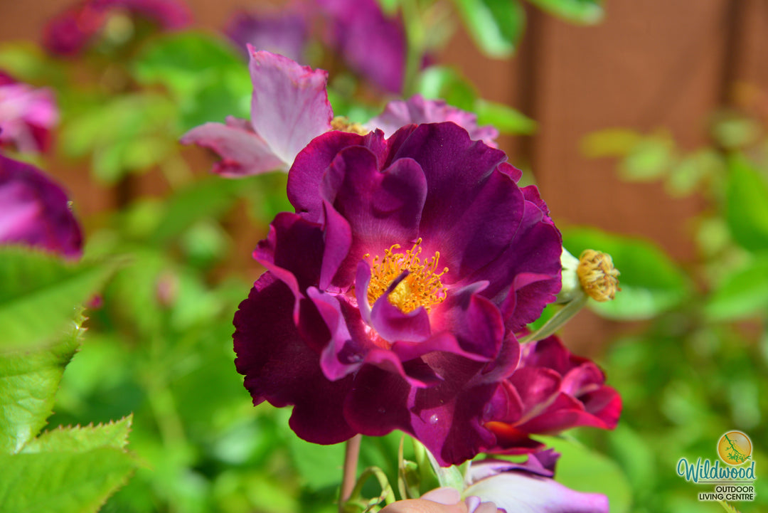 Stormy Weather - Weeks Rose
