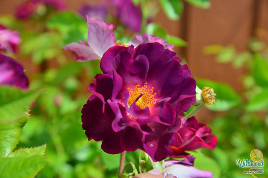 Stormy Weather - Weeks Rose