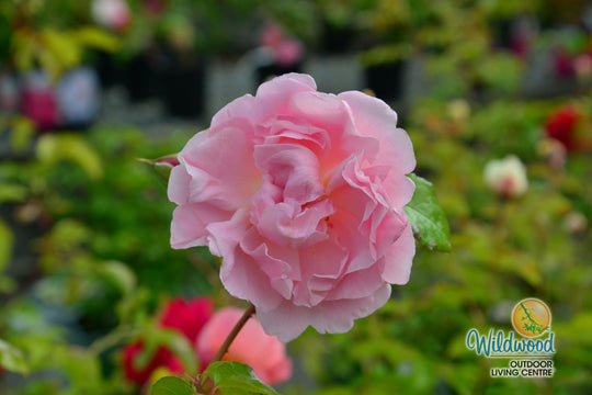 Strawberry Hill - David Austin Rose