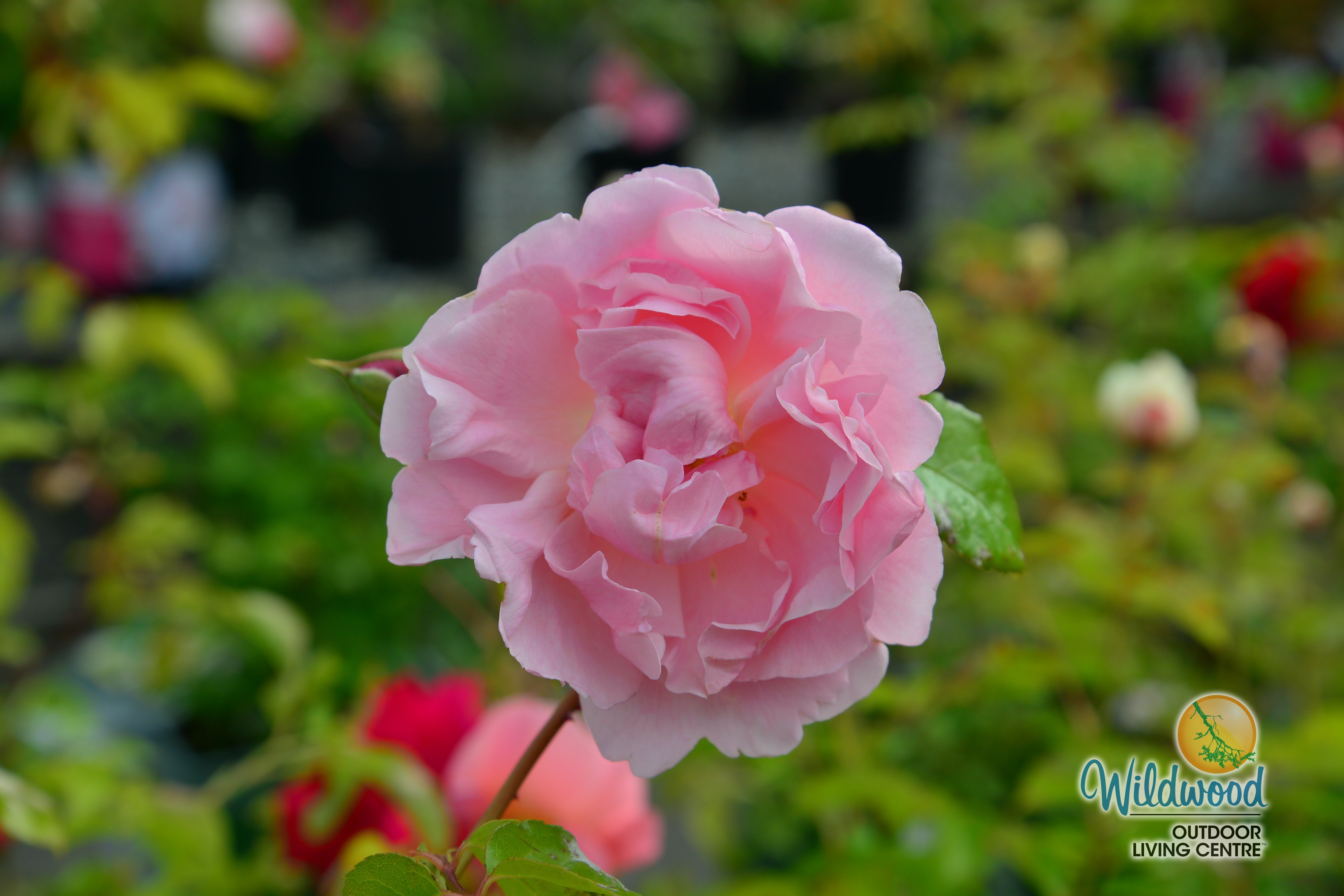David Austin Roses Canada | Buy English Roses at Wildwood Express