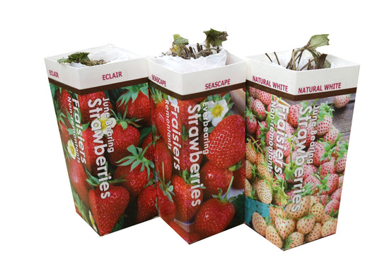 Strawberry - Flamingo, 5 Pack