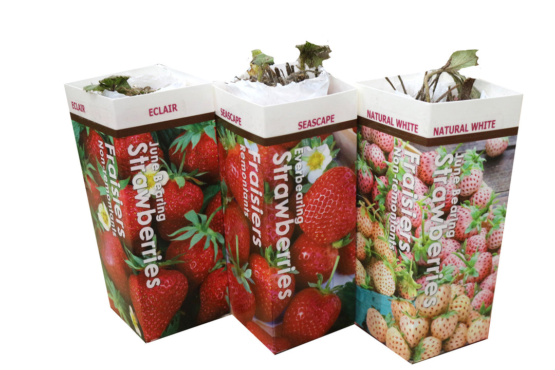 Strawberry - Natural White, 5 Pack