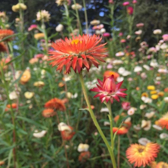 Organic Strawflower - Metchosin Farm Seeds