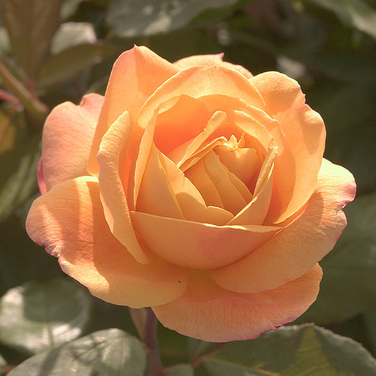 Strike It Rich™ - Star Roses and Plants