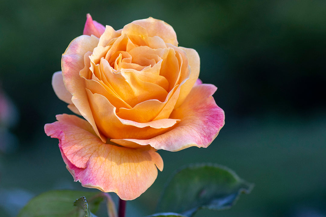 Strike It Rich™ - Star Roses and Plants