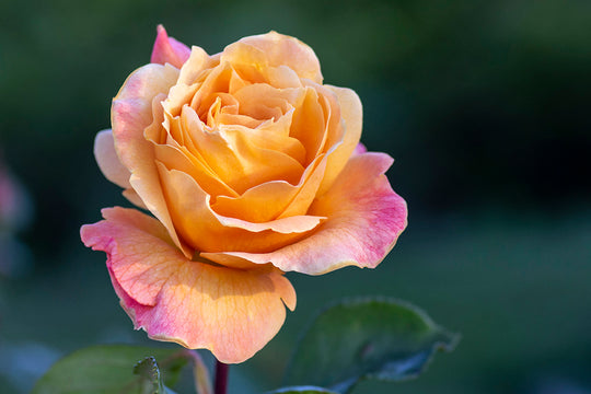 Strike It Rich™ - Star Roses and Plants