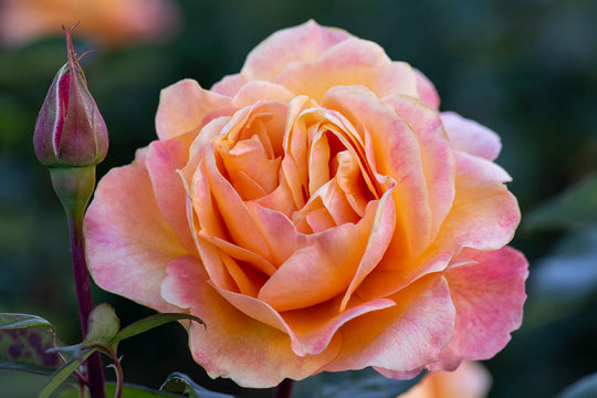 Strike It Rich™ - Star Roses and Plants