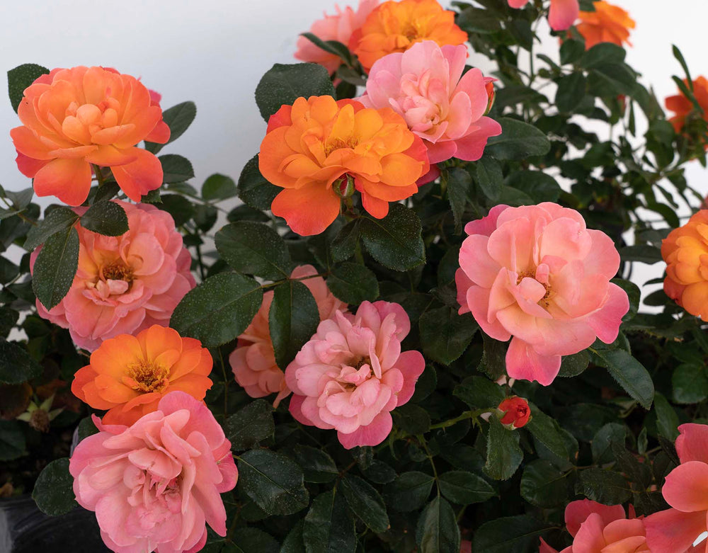 Sugar Candy Rose - Star Roses and Plants