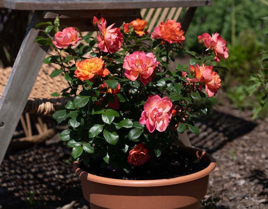 Sugar Candy Rose - Star Roses and Plants