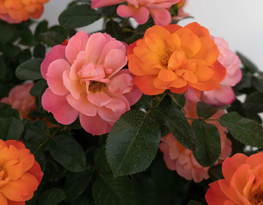 Sugar Candy Rose - Star Roses and Plants