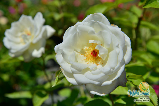 Sugar Moon - Weeks Rose