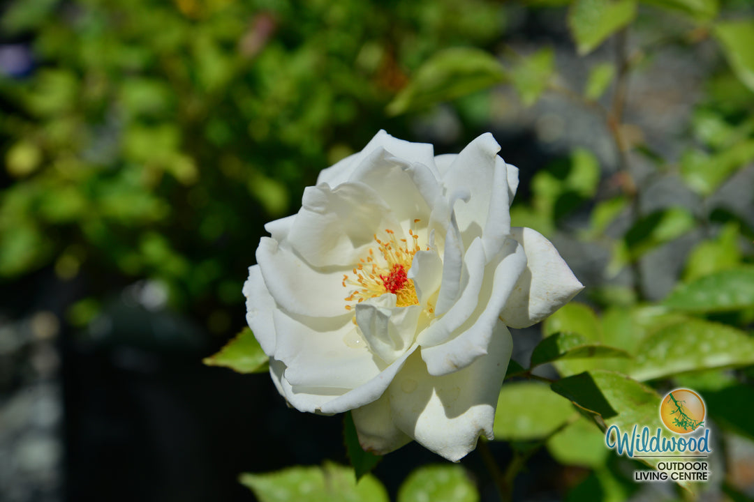 Sugar Moon - Weeks Rose