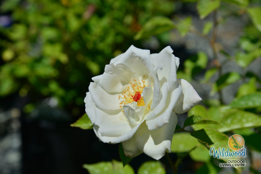 Sugar Moon - Weeks Rose