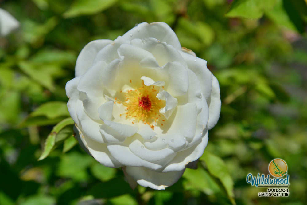 Sugar Moon - Weeks Rose