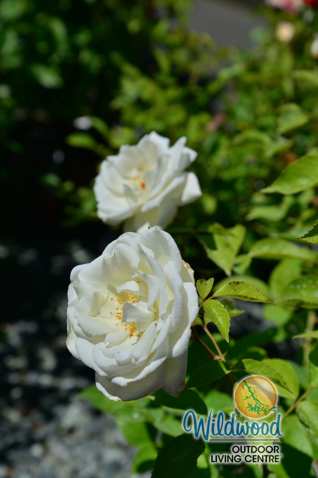 Sugar Moon - Weeks Rose