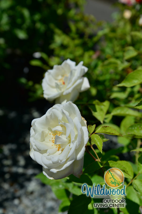 Sugar Moon - Weeks Rose