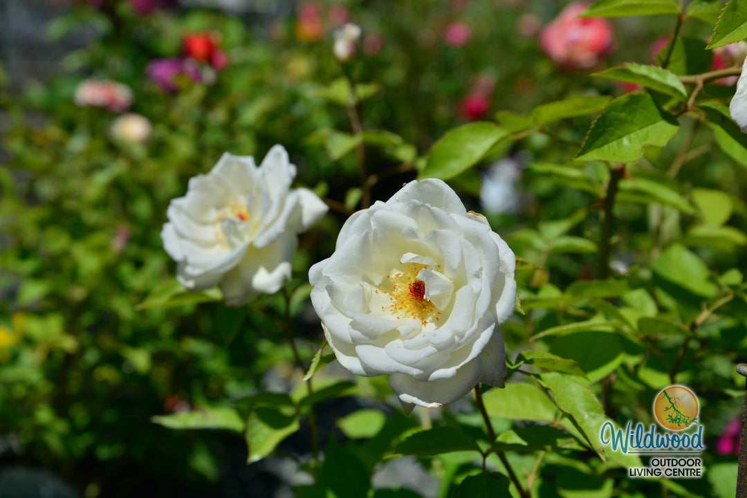 Sugar Moon - Weeks Rose