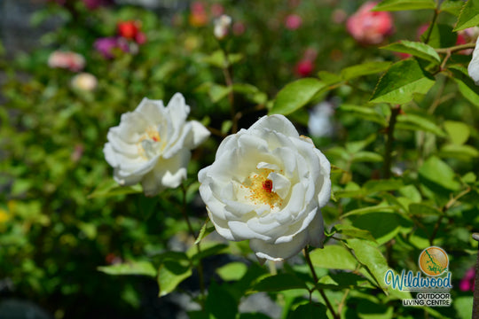 Sugar Moon - Weeks Rose