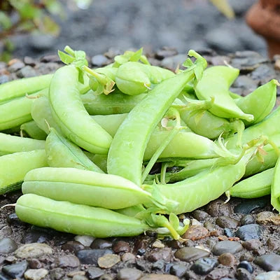 Peas Sugar Ann - Pacific Northwest Seeds