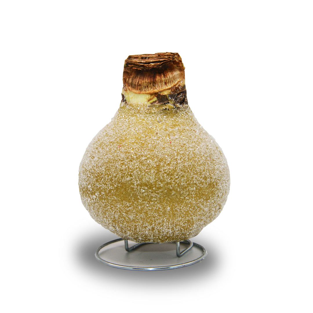 Amaryllis - Waxed Sugar Dusted - Red Bloom