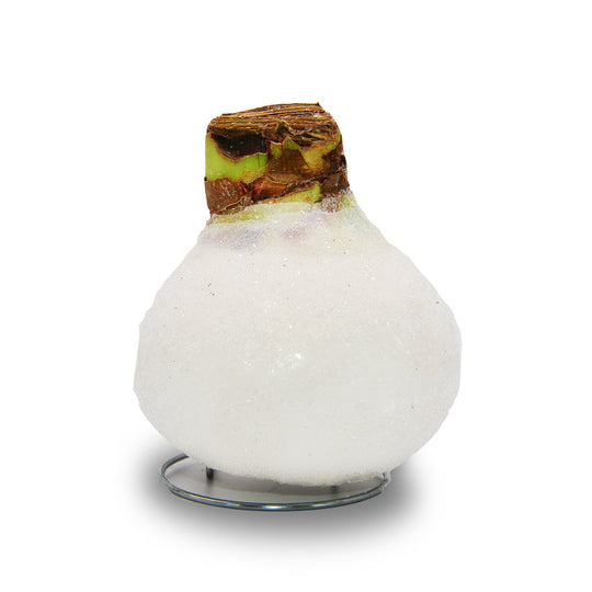 Amaryllis - Waxed Sugar Dusted - Red Bloom