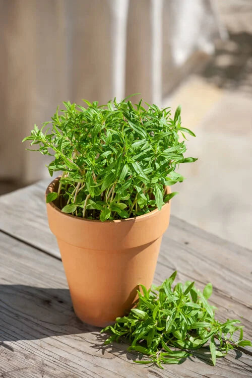 Herb Garden Jumbo - Ontario Seed Company