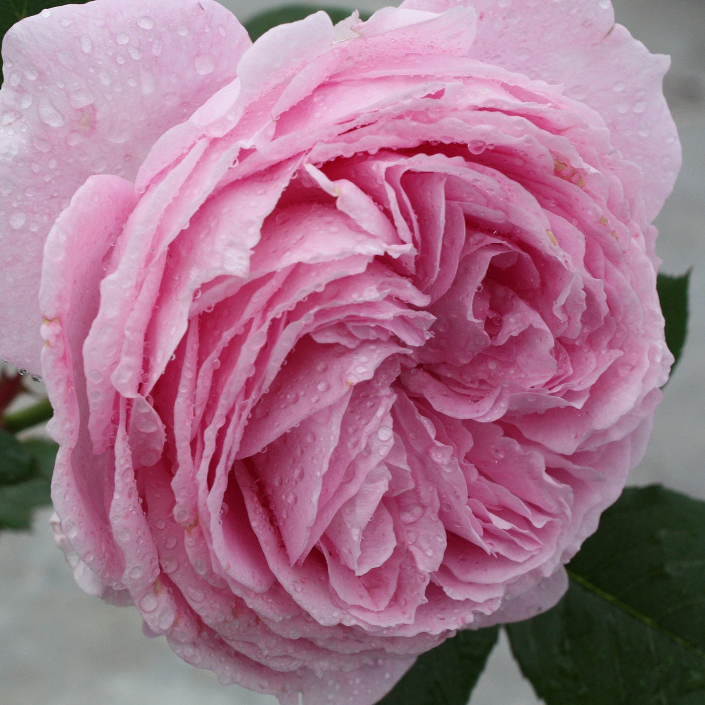 Parfuma® Summer Romance™ - Kordes® Roses – Wildwood Outdoor Living