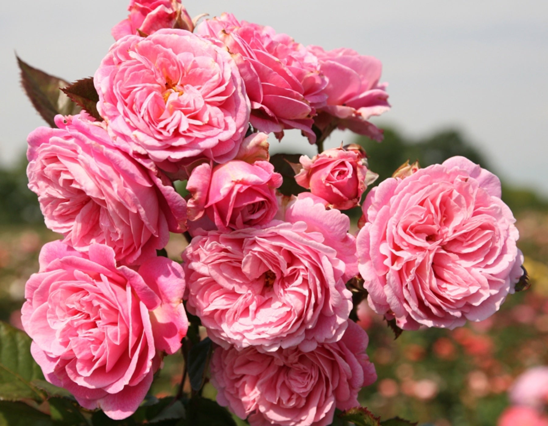 Kordes Roses Canada – Vibrant & Disease Resistant Roses | Wildwood