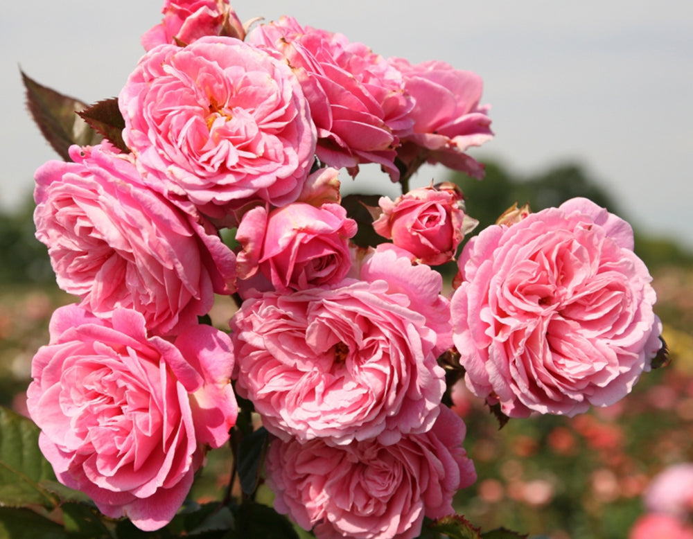 Parfuma® Summer Romance™ - Kordes® Roses